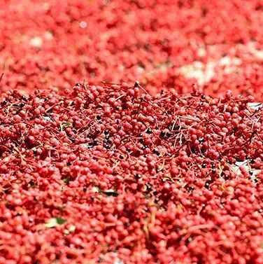 尋味之旅（04）走近醇麻爽口的茂汶“大紅袍”