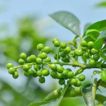 尋味之旅（05）走近清香鮮麻的“藤椒之鄉”